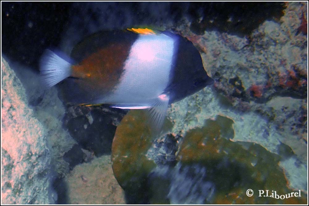 hemitaurichthys zoster