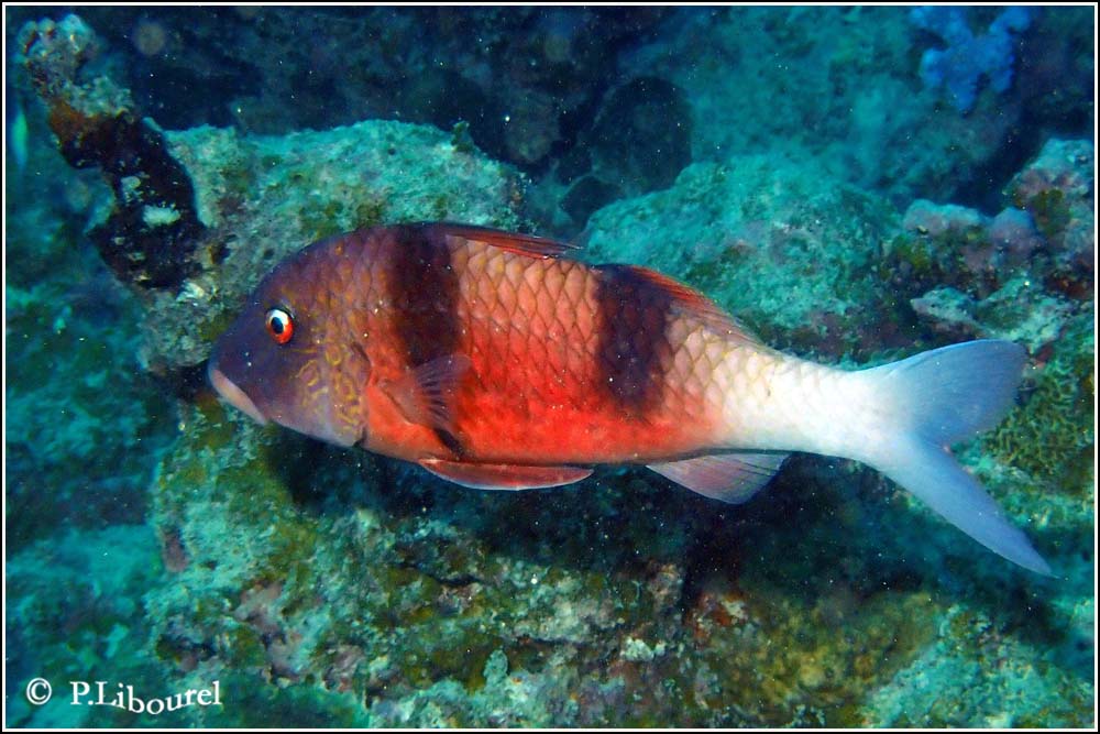 Parupeneus bifasciatus