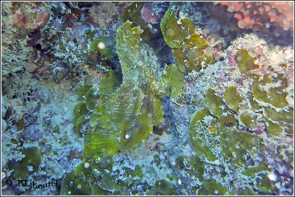 Taenianotus triacanthus