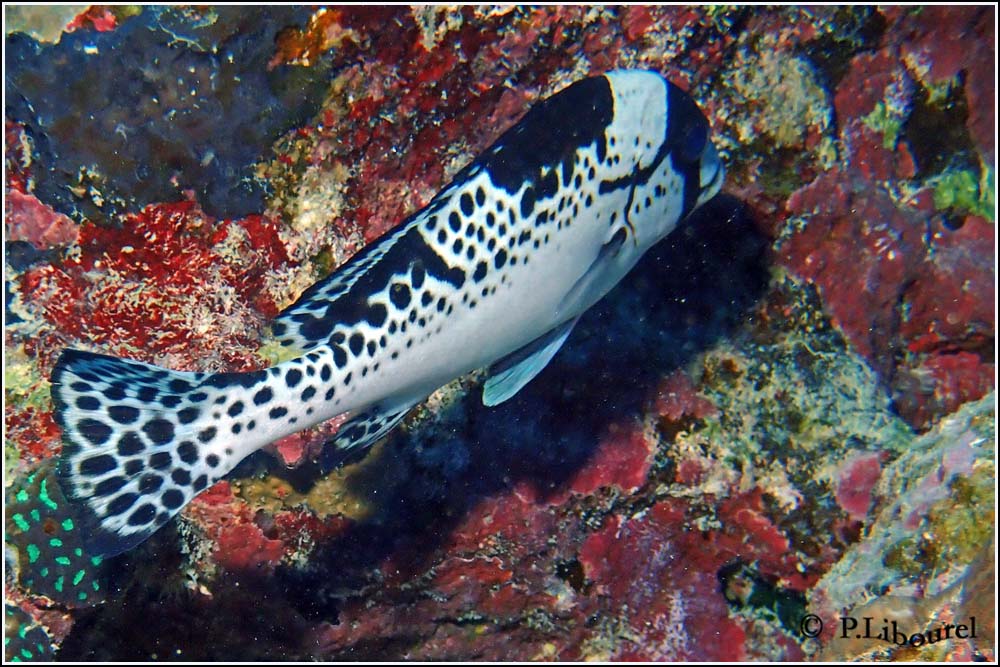Plectorhinchus picus
