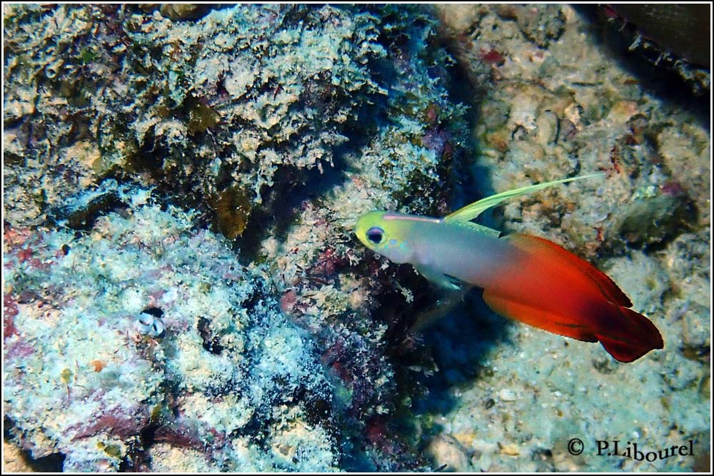 Nemateleotris magnifica