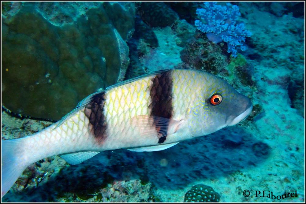 Parupeneus bifasciatus