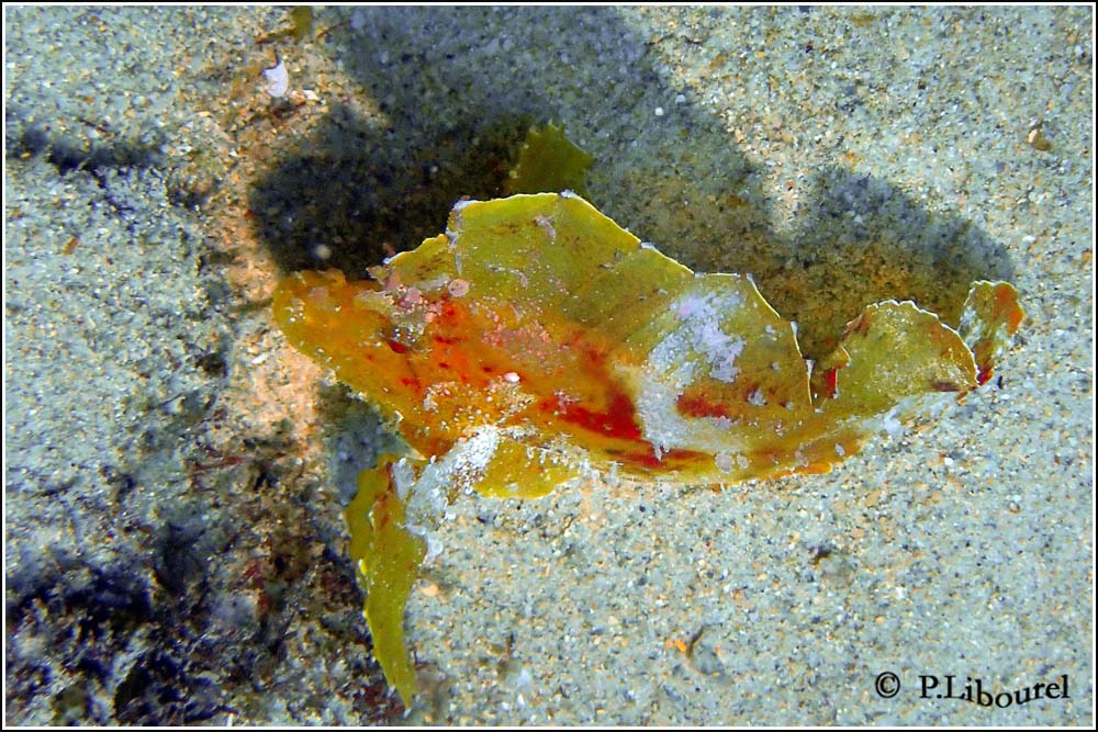 Taenianotus triacanthus
