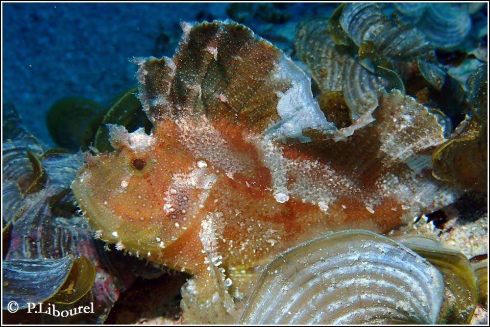 Taenianotus triacanthus