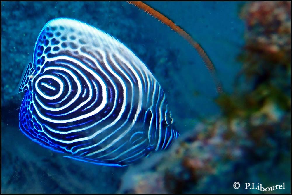 Pomacanthus imperator