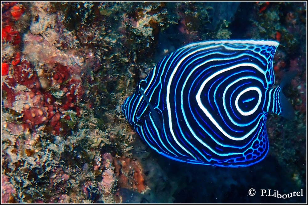 Pomacanthus imperator