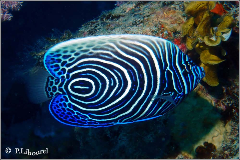 Pomacanthus imperator
