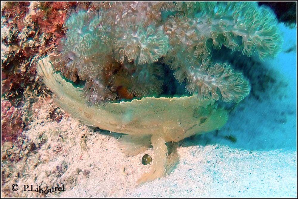 Taenianotus triacanthus