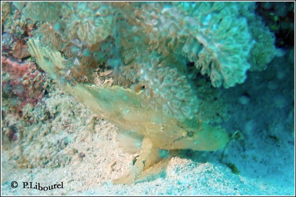 Taenianotus triacanthus