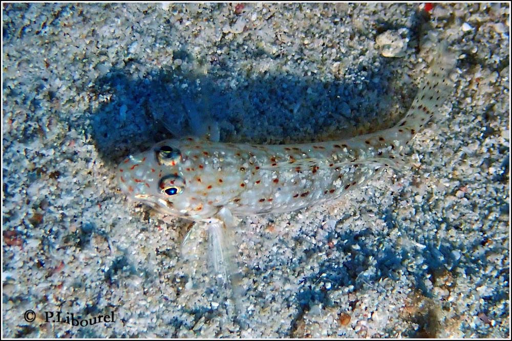 Istigobius decoratus