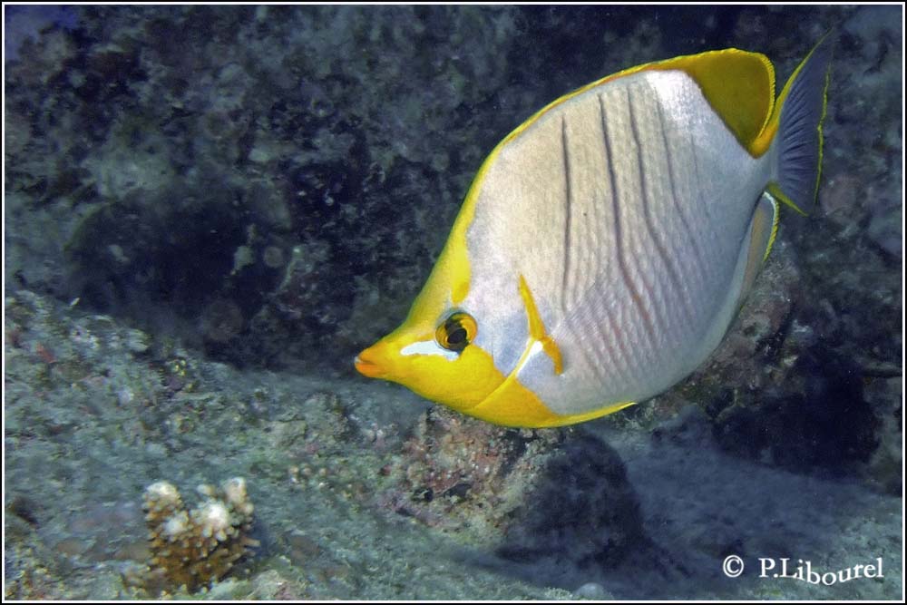 Chaetodon xanthocephalus
