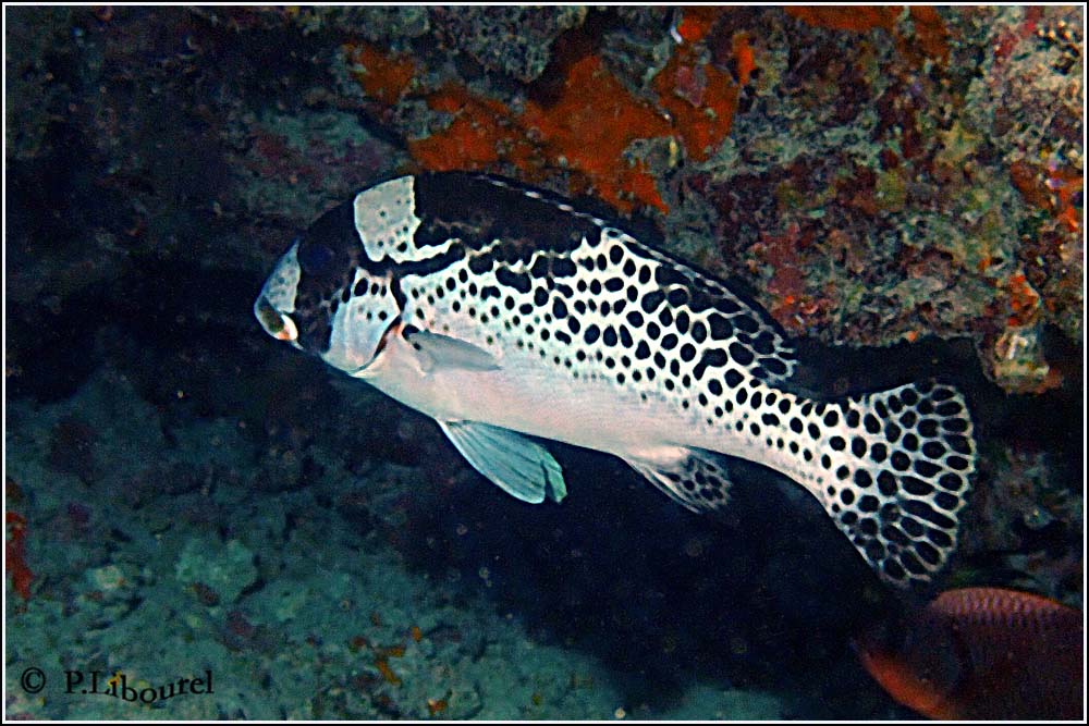 Plectorhinchus picus