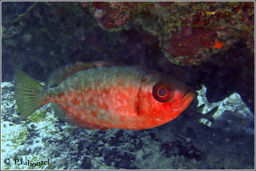 Heteropriacanthus cruentatus
