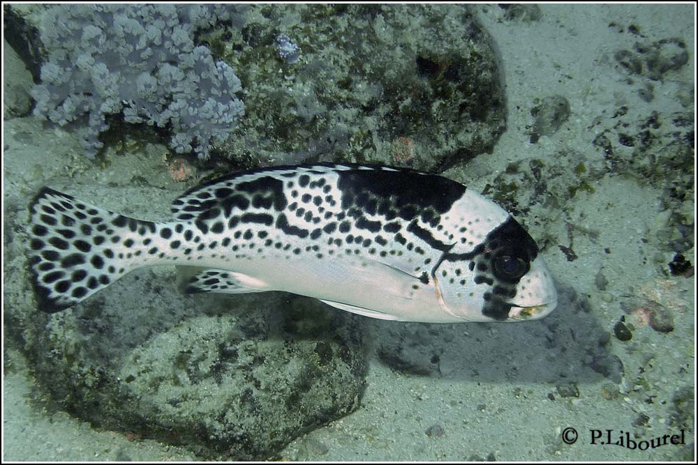 Plectorhinchus picus