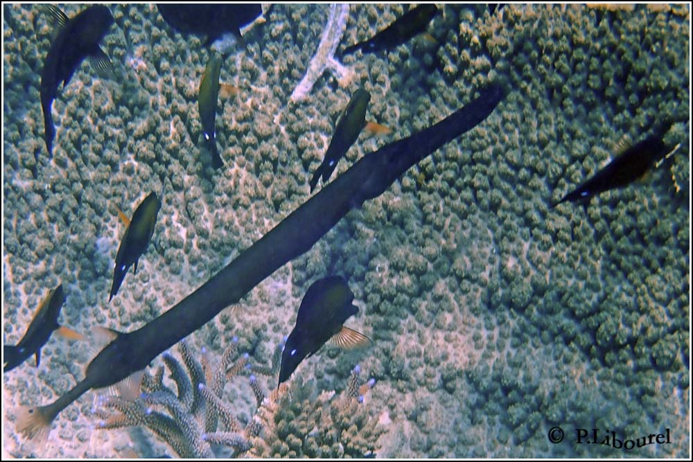 Aulostomus chinensis