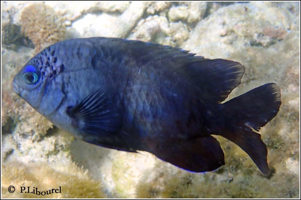Stegastes limbatus