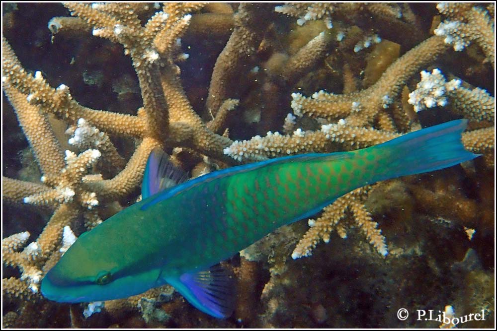 Scarus scaber