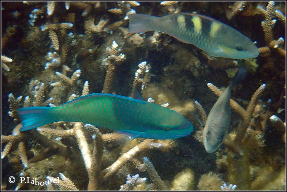 Scarus scaber