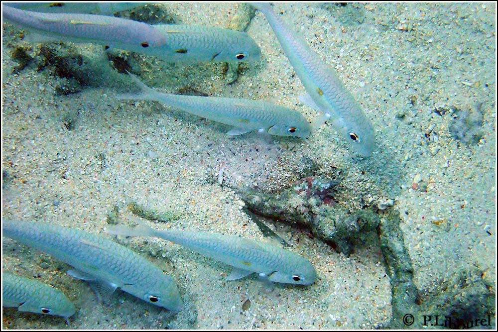Mulloidichthys flavolineatus