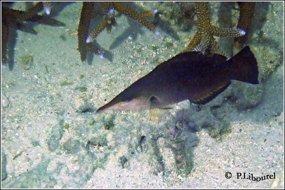 Gomphosus caeruleus
