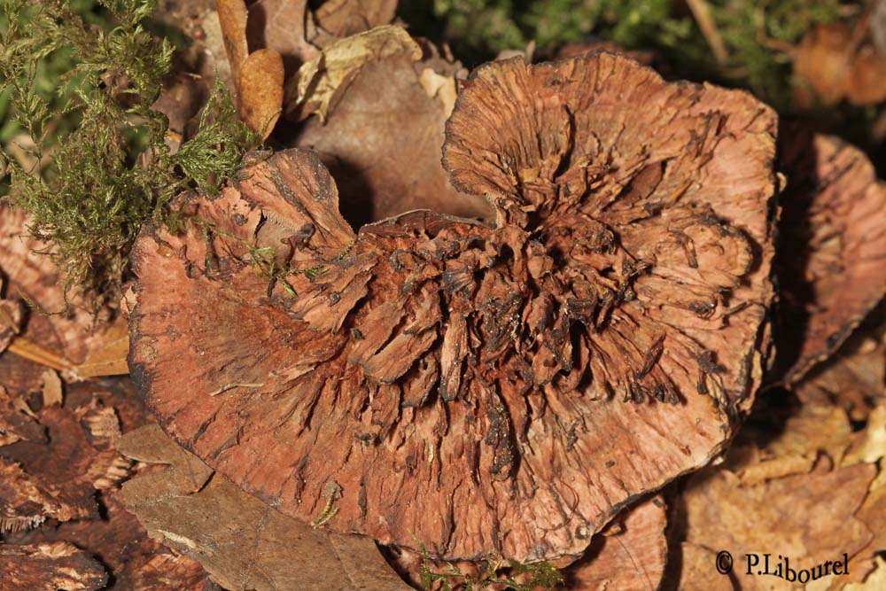 Hydnellum concrescens
