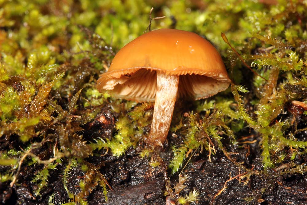 Galerinamarginata