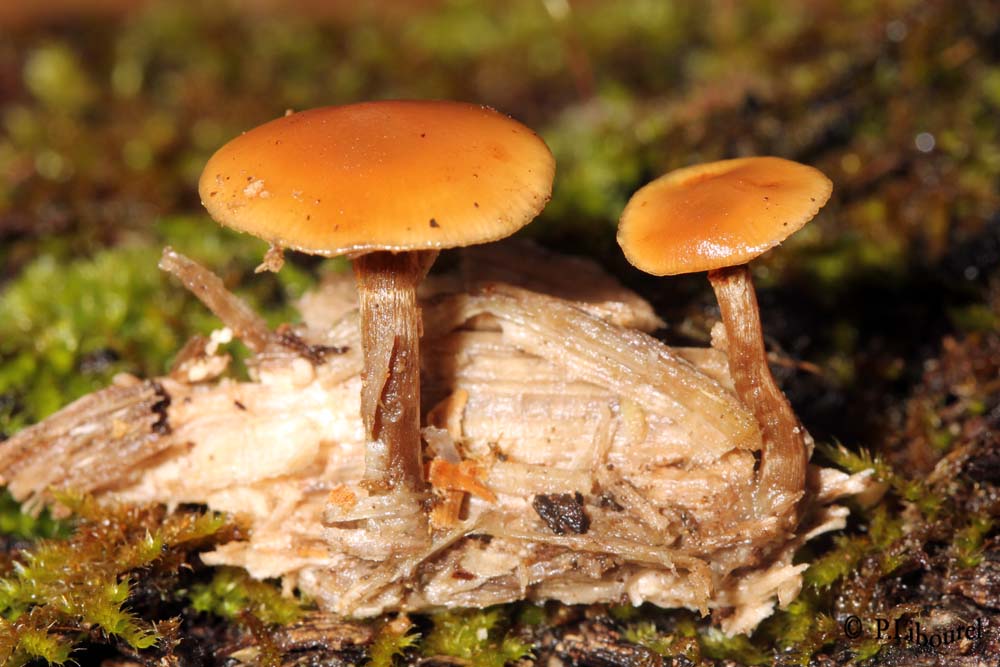 Galerinamarginata