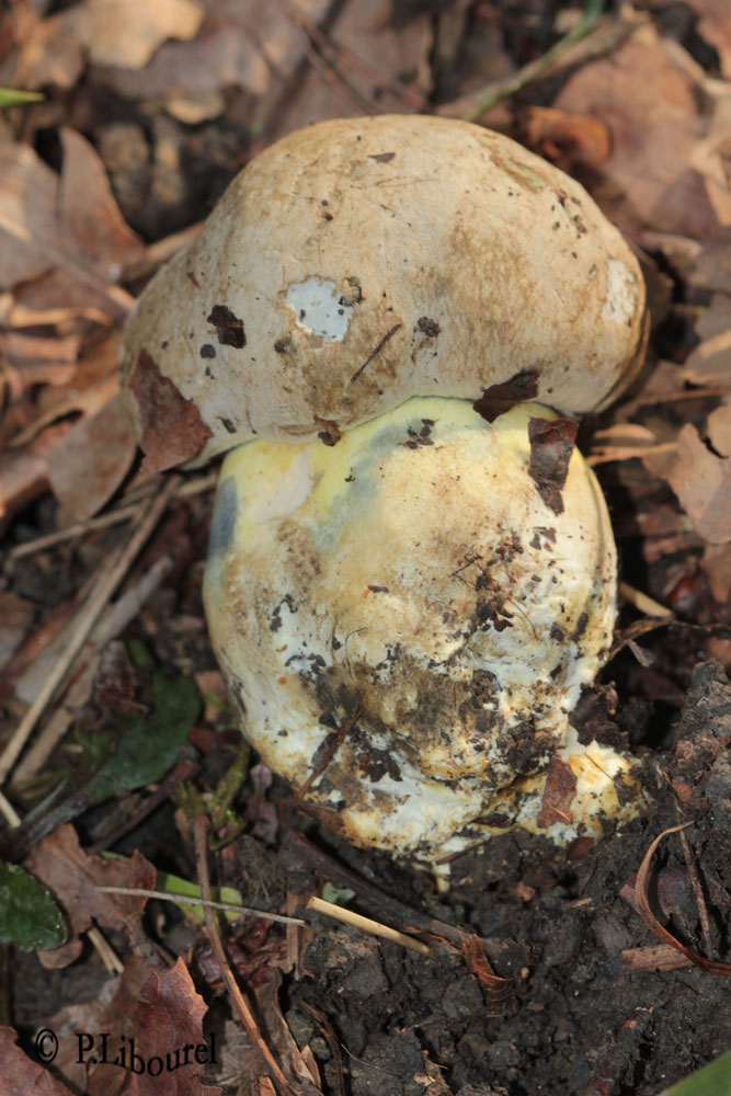 boletus radicans