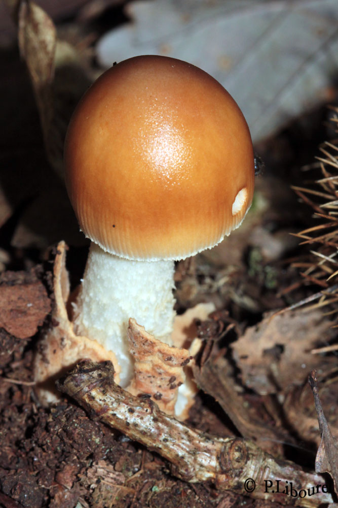Amanita fulva