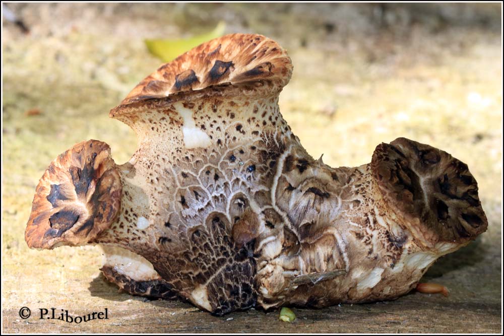 Polyporus squamosus