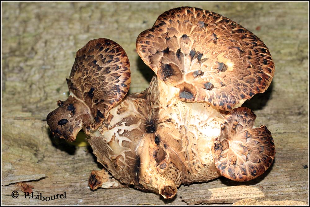 Polyporus squamosus