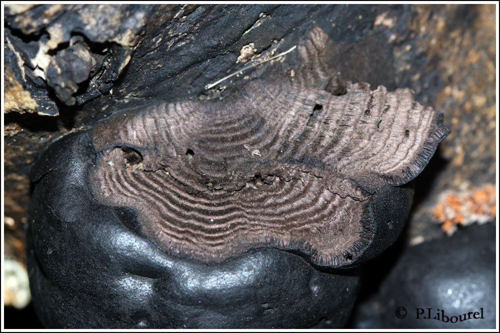 Daldinia concentrica