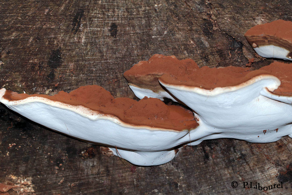 Ganoderma lipsiense