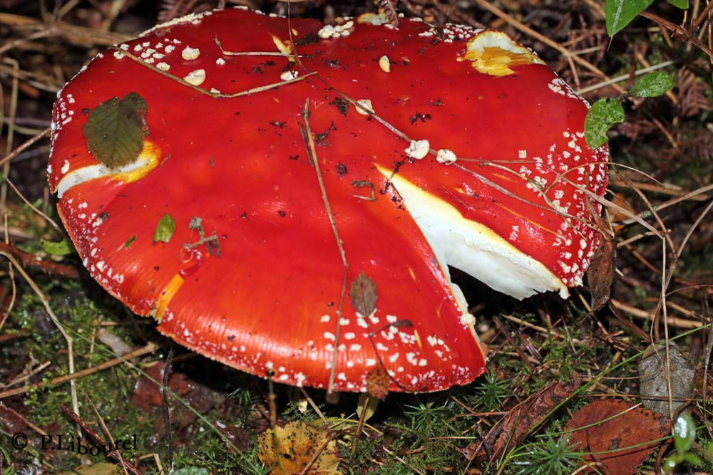 Amanita muscaria