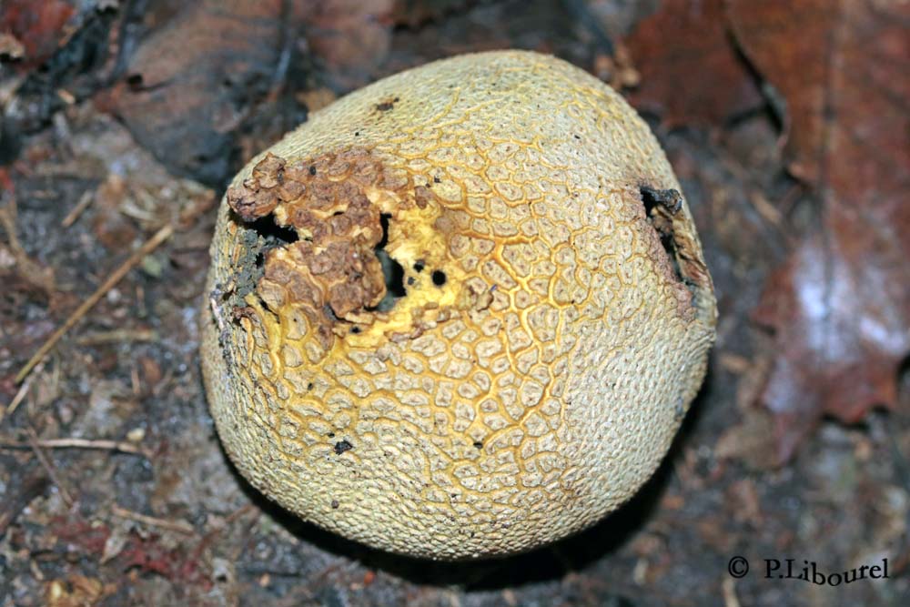 Scleroderma citrinum