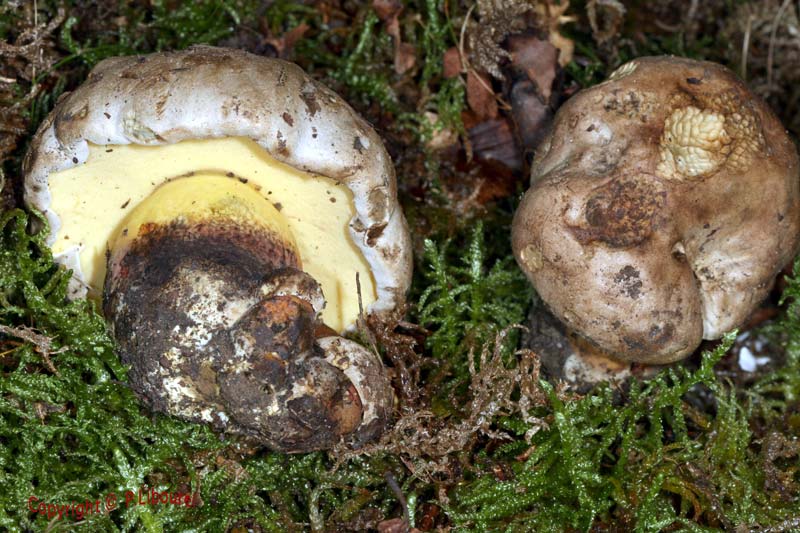 boletus radicans