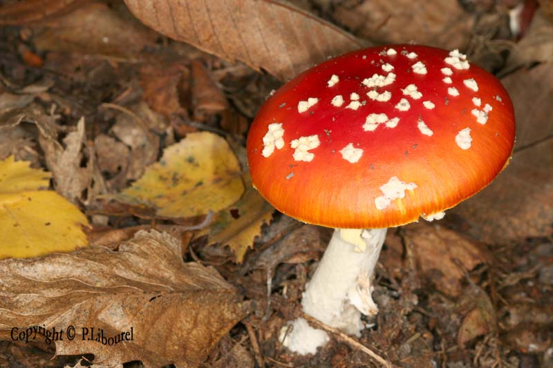 amanita muscaria