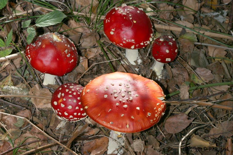 amanita muscaria