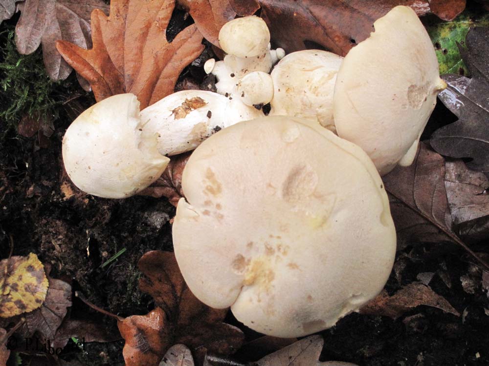 Entoloma lividum