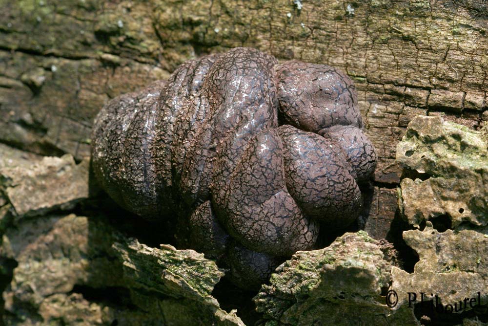 Daldinia concentrica