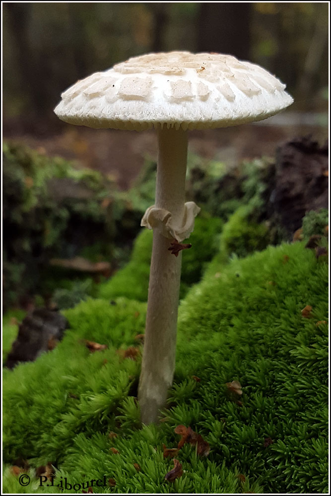 Amanita citrina