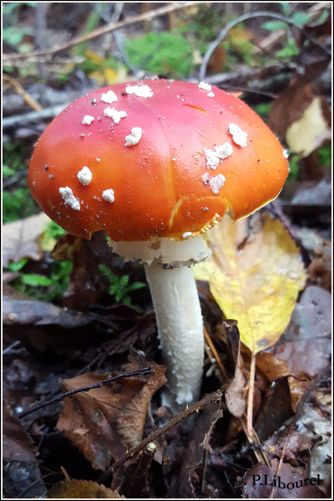 Amanita muscaria