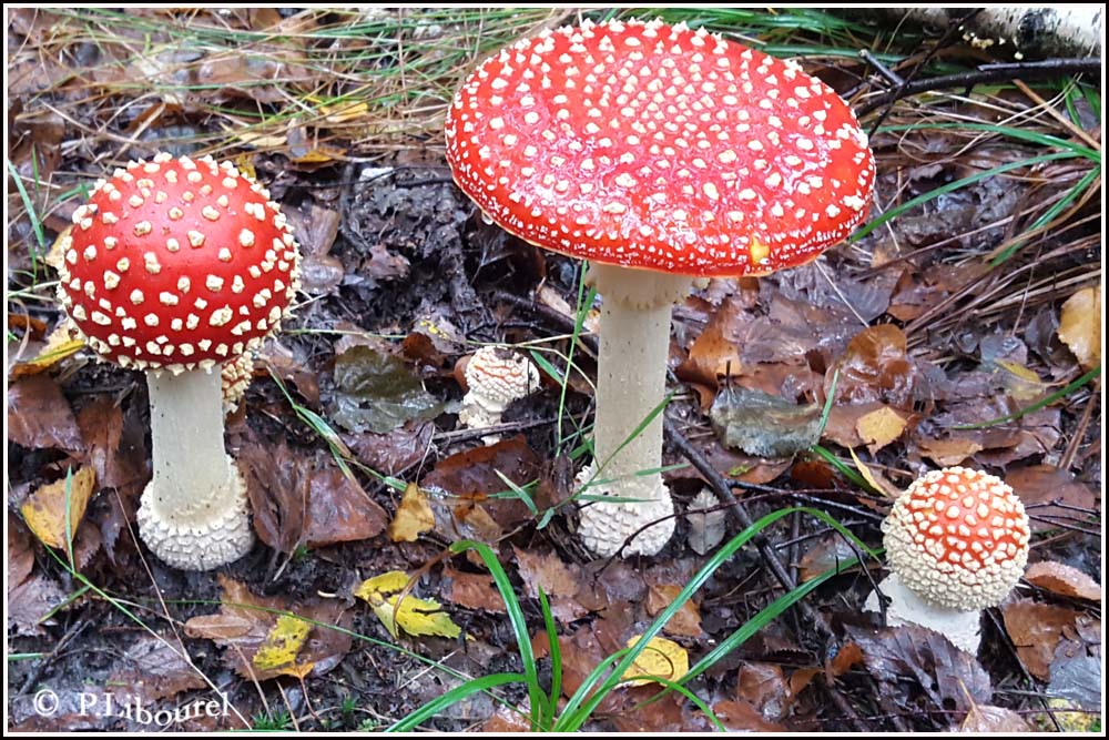 Amanita muscaria