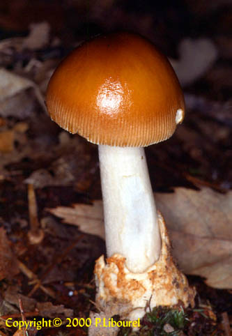 amanita fulva