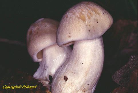 entoloma lividum