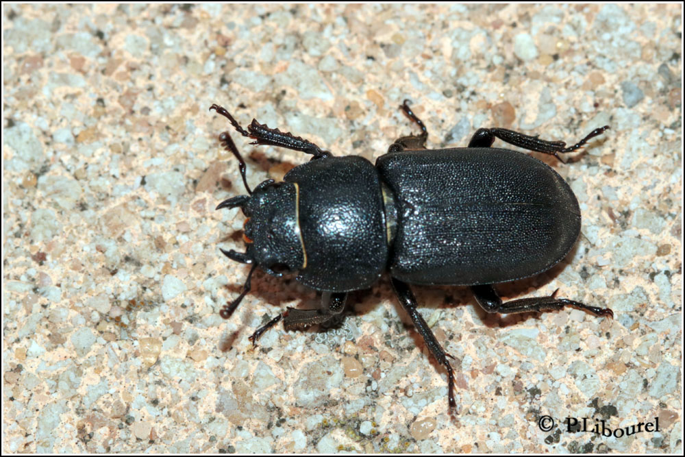 Dorcus parallelipipedus