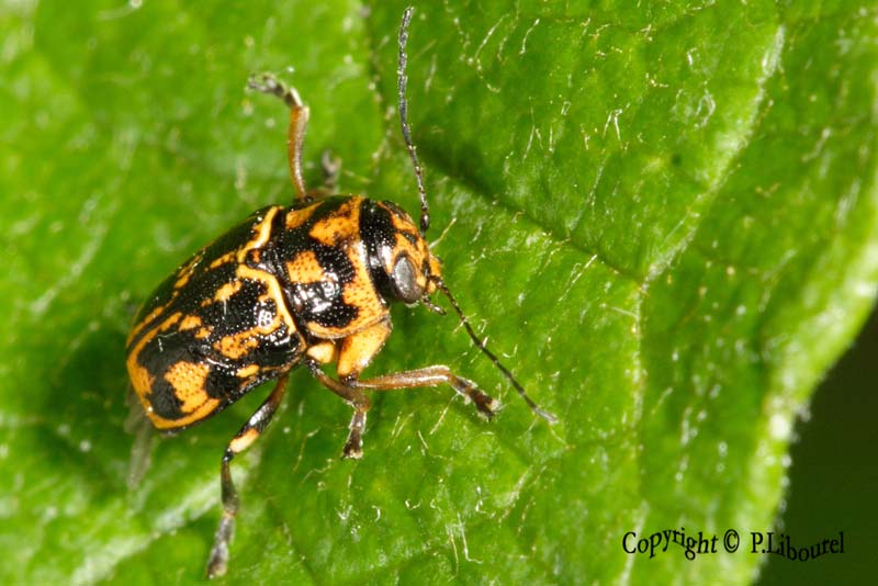 pachybrachys hieroglyphicus