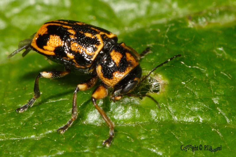pachybrachys hieroglyphicus