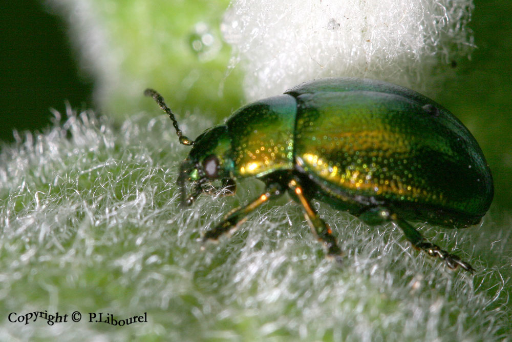 chrysolina