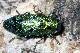 ovalisia